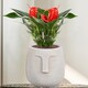 image 8 of Textured Concrete Effect Beige Oval Face Planter Indoor L19 D18 H18.5 cm, 3.3 ltrs Cap.