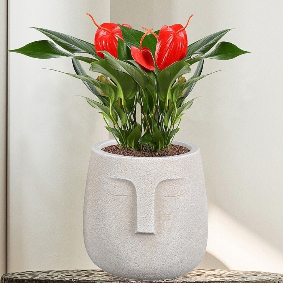 image 1 of Textured Concrete Effect Beige Oval Face Planter Indoor L19 D18 H18.5 cm, 3.3 ltrs Cap.