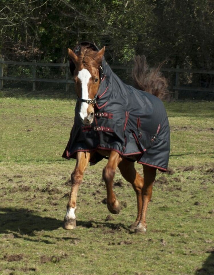 image 1 of Rhinegold Aspen Outdoor Rug | Black | Size: 6ft 0
Colour: Black/Red