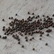 image 3 of Marshalls Garden Kale Seeds 'Black Magic' F1 | Green | Green | Seeds