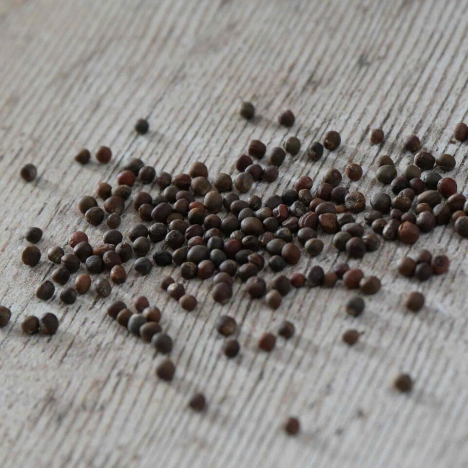 image 1 of Marshalls Garden Kale Seeds 'Black Magic' F1 | Green | Green | Seeds