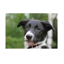 Kevin Milner Countryside Trainee Sheepdog Greetings Card - Multicoloured - One Size
