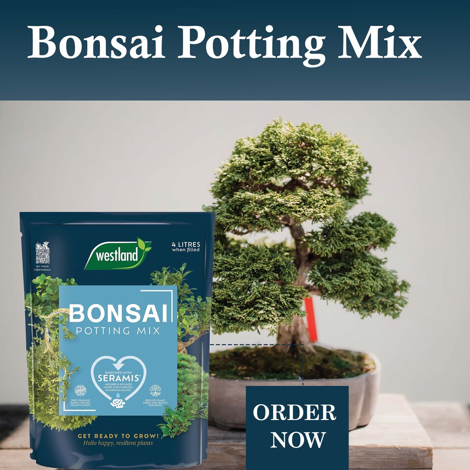 image 1 of Westland Bonsai Potting Mix 4L Free Draining Peat Free Brown Soil for Healthy Bonsai Growth & Strong Roots