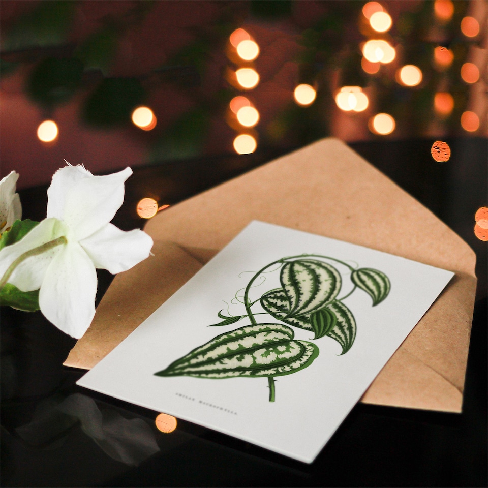 image 1 of AF Lydon Benjamin Fawcett Smilax Macrophylla Vine Art Greeting Card