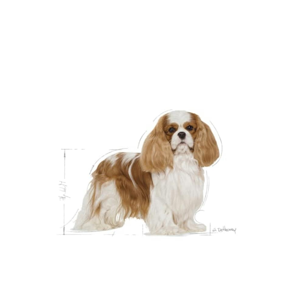 image 1 of Royal Canin Dog Cavalier King Charles Adult 7.5KG