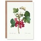 image 1 of Pierre-Joseph Redouté Art Card Redcurrant Berries and Butterfly