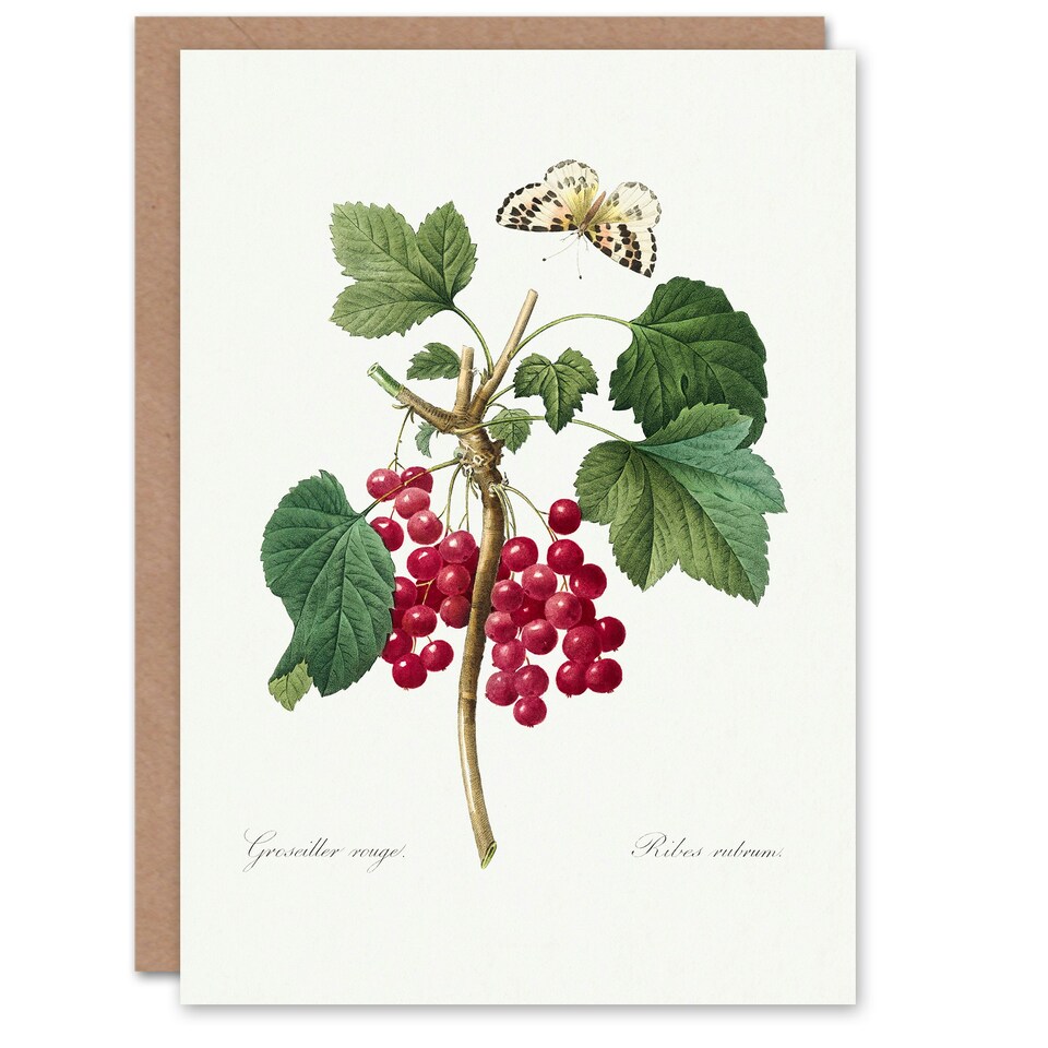 image 1 of Pierre-Joseph Redouté Art Card Redcurrant Berries and Butterfly