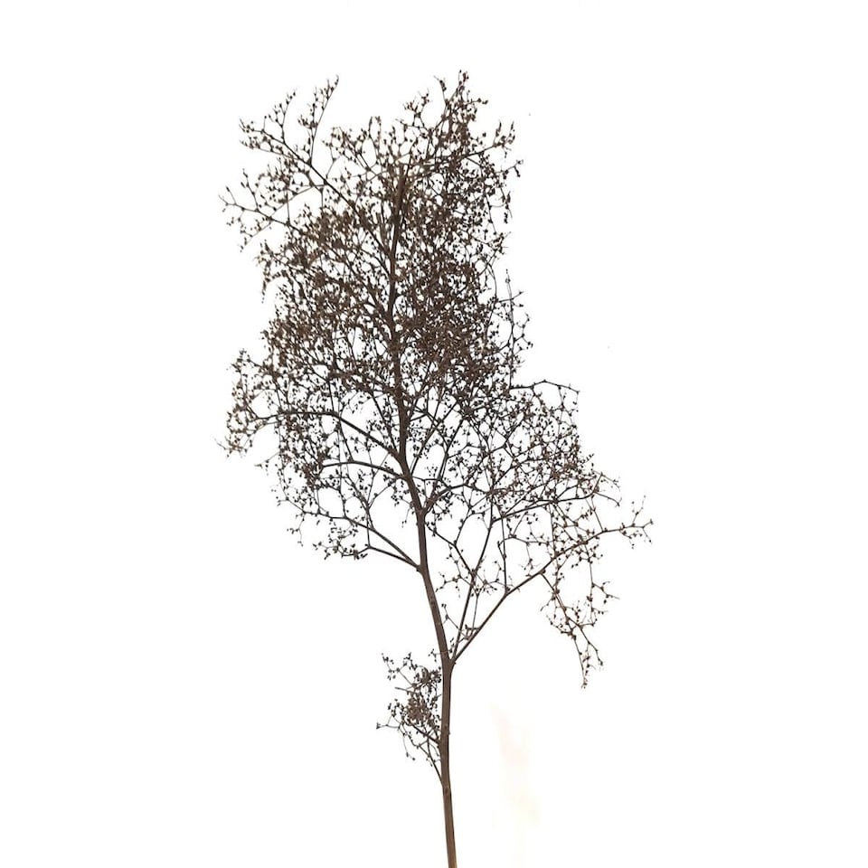 image 1 of Gaugemaster Scenics Seafoam Tree Set (GM195)