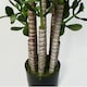 image 4 of Green Jade Plant 75cm Extra Large Realistic | Green | 2ft