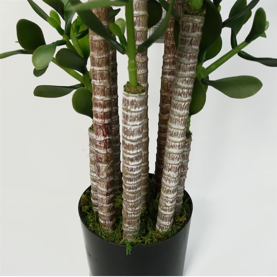 image 1 of Green Jade Plant 75cm Extra Large Realistic | Green | 2ft