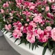 image 4 of Dianthus Carnelia Pink & Proud - Fragrant Bi-Coloured Flowers for Borders Containers & Cut Flowers - 10x Postiplugs