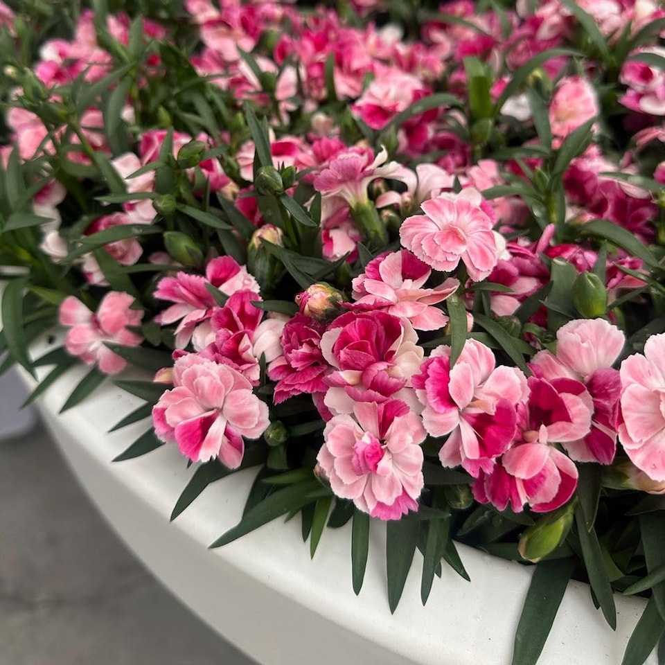 image 1 of Dianthus Carnelia Pink & Proud - Fragrant Bi-Coloured Flowers for Borders Containers & Cut Flowers - 10x Postiplugs