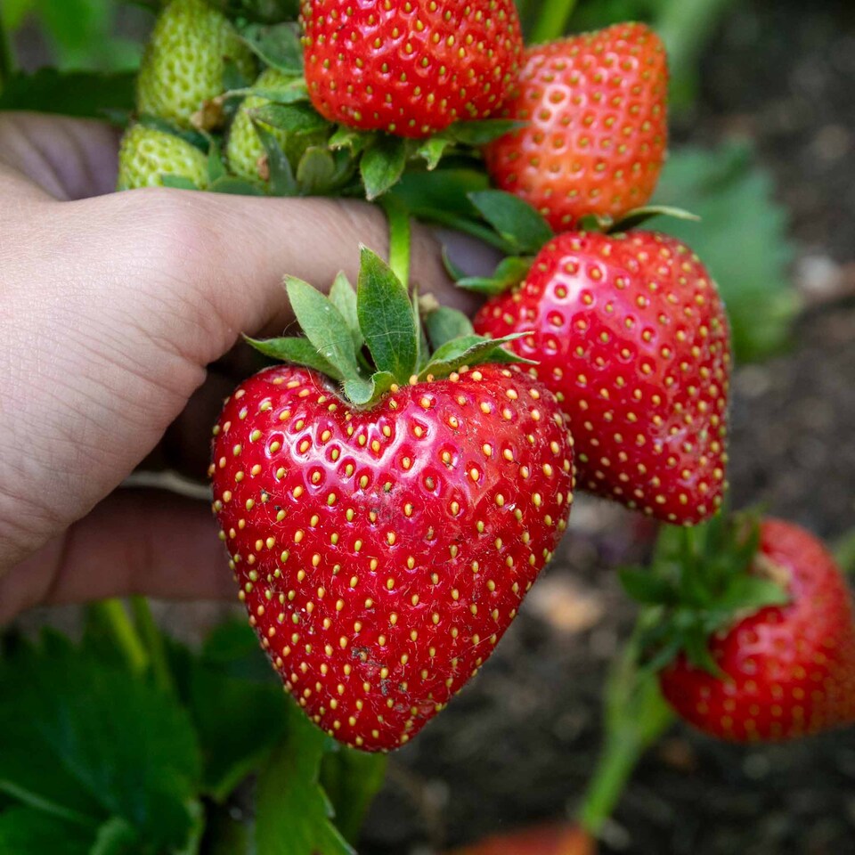image 1 of Marshalls Garden Everbearing Strawberry 'Favori' Sweet, Disease-Tolerant, Ideal for Pots 30 bare root
