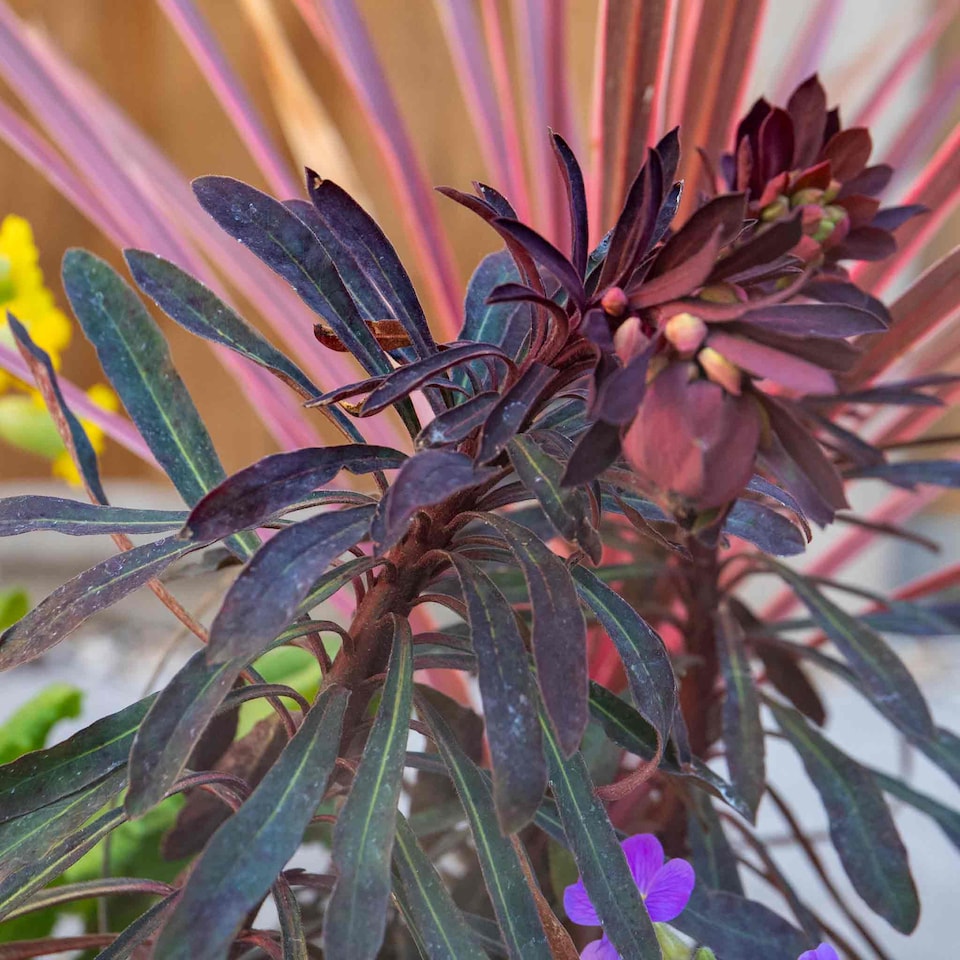 image 1 of Marshalls Garden Euphorbia 'Miners Merlot' Compact Drought-Tolerant Perennial | Green | Burgundy-coloured stems, Lime-yellow flowers | 9cm Plants