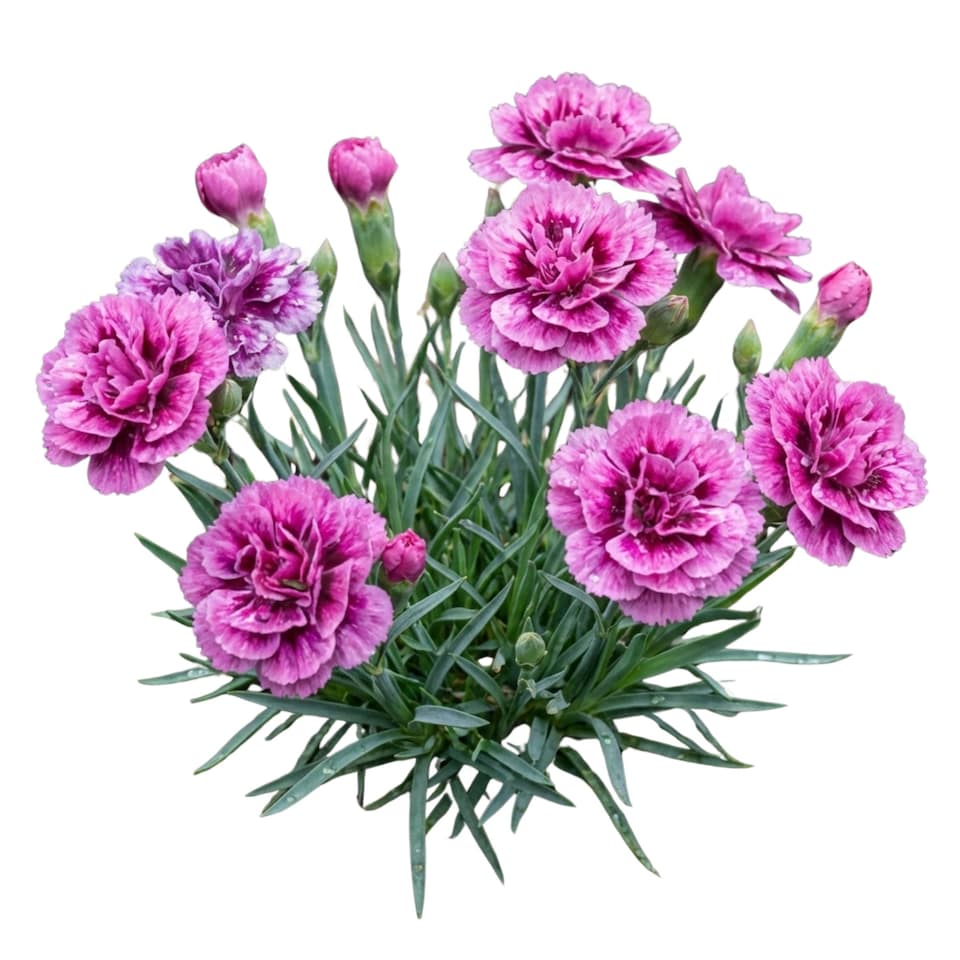 image 1 of Set of 3 or 6 Large Plants Pink Purple Carnation Ready to Plant in Your Garden 10.5 cm