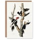 image 1 of John James Audubon Art Card Ivory Billed Woodpecker