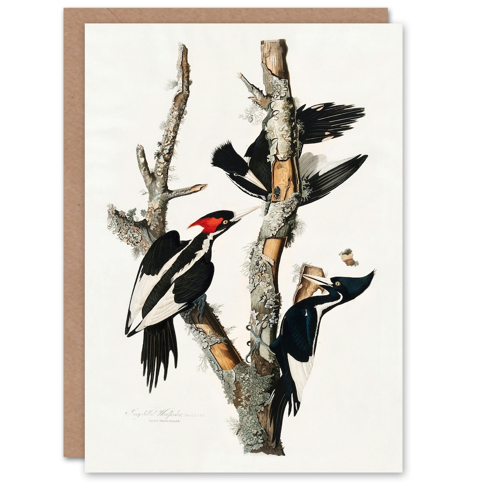 image 1 of John James Audubon Art Card Ivory Billed Woodpecker