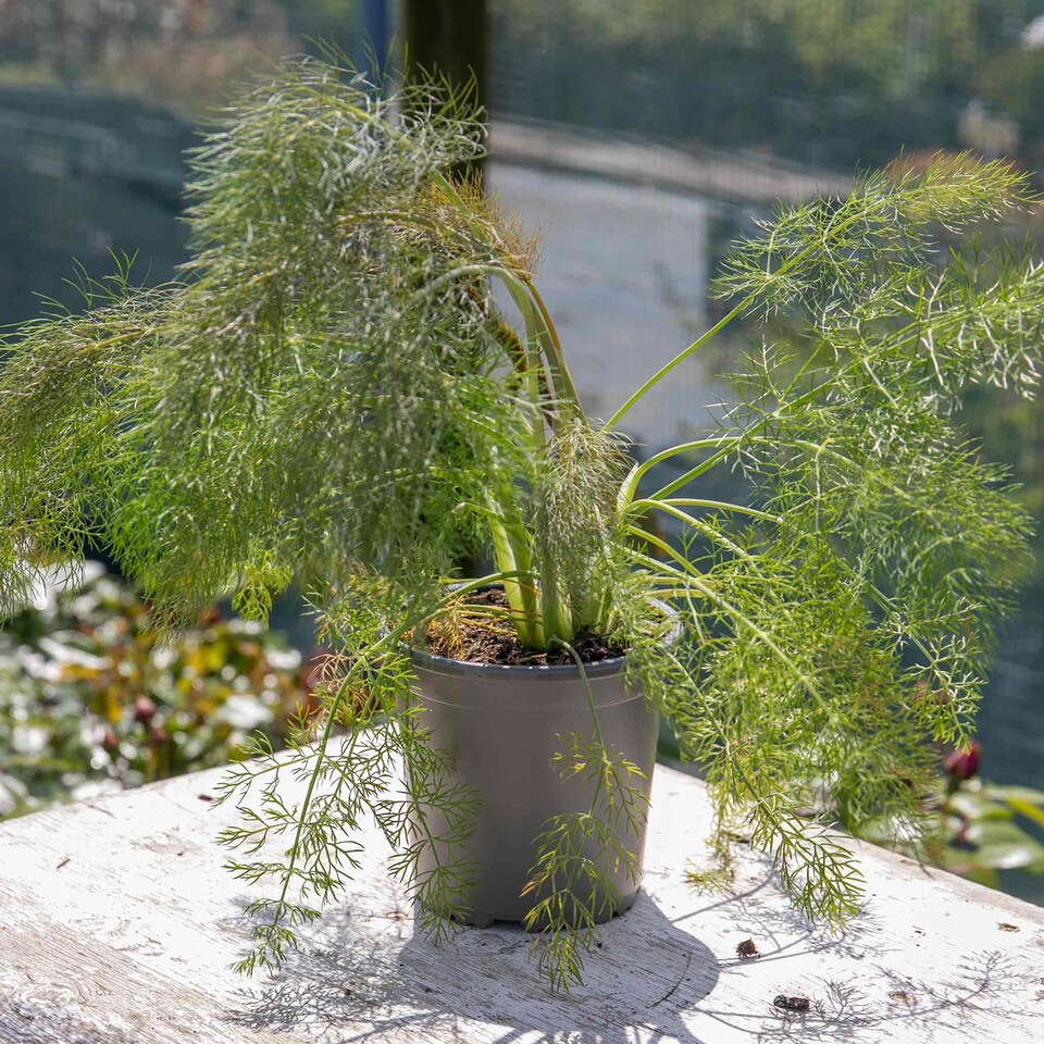 image 1 of Marshalls Garden Fennel 'Bronze' - 1 litre