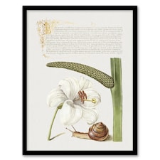 White Lily Snail and Sweet Flag Calligraphy Framed Wall Art Print 12X16"