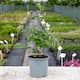 image 6 of Marshalls Garden Philadelphus Virginal Fragrant White Double Flowering Shrub 9cm