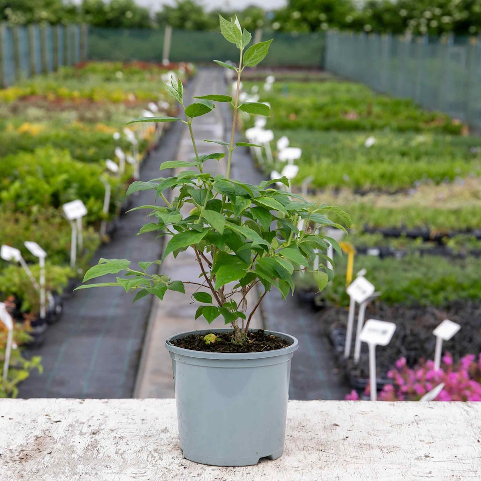 image 1 of Marshalls Garden Philadelphus Virginal Fragrant White Double Flowering Shrub 9cm