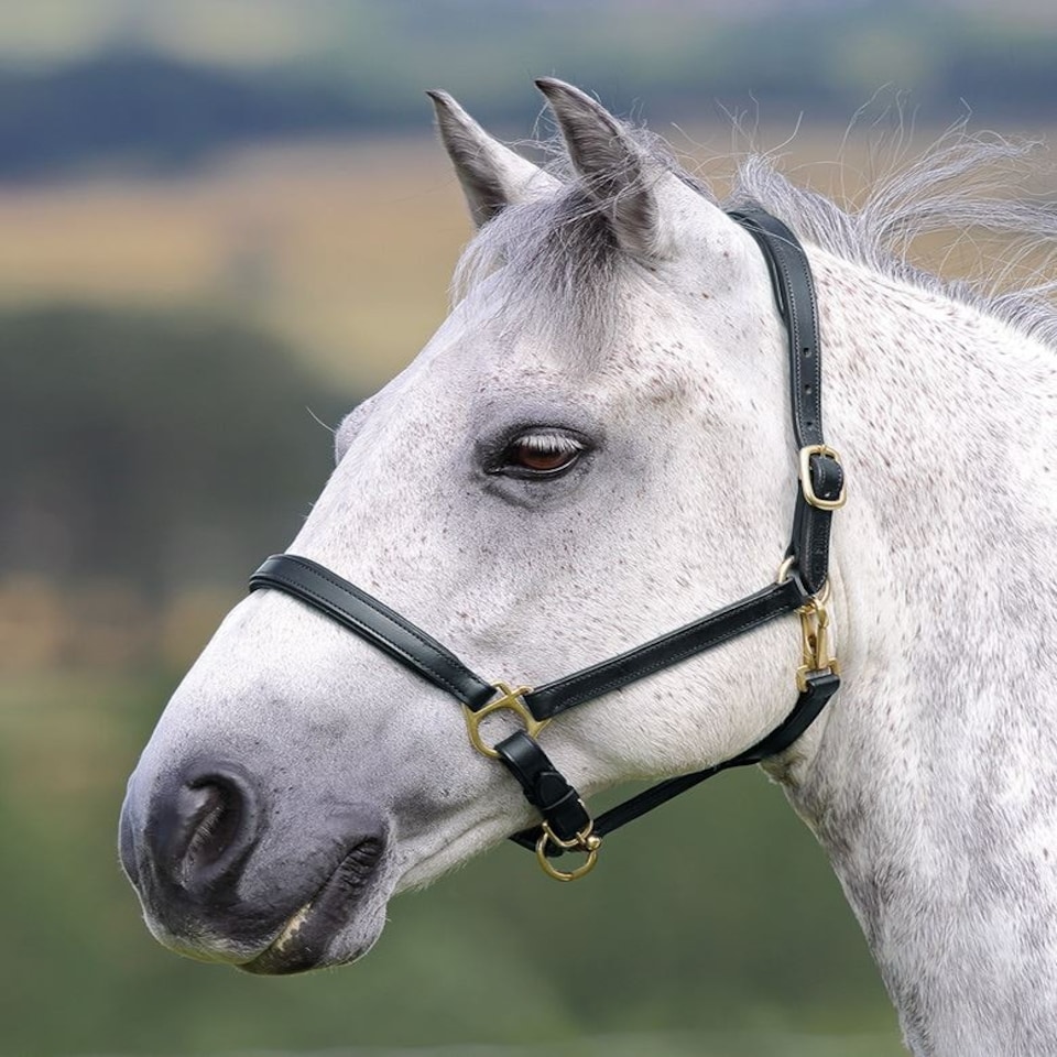 image 1 of Shires Blenheim Ragley Lined Leather Headcollar Black | Size: X-Full
Colour: Black