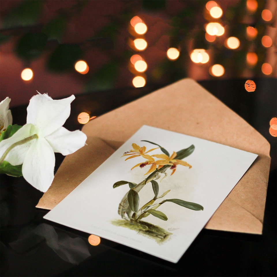 image 1 of Frederick Sander Laelia And Cattleya Orchid Hybrid Art Greeting Card