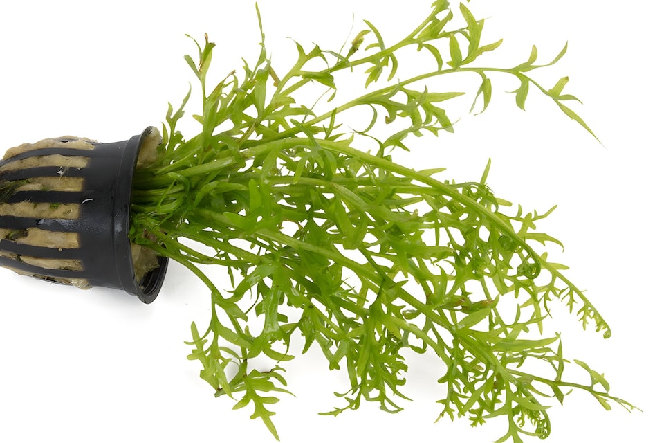 image 1 of Water Sprite (Ceratopteris thalictroides) - Live Aquarium Plant for Background Planting, Low Light - Fish Tank Plant