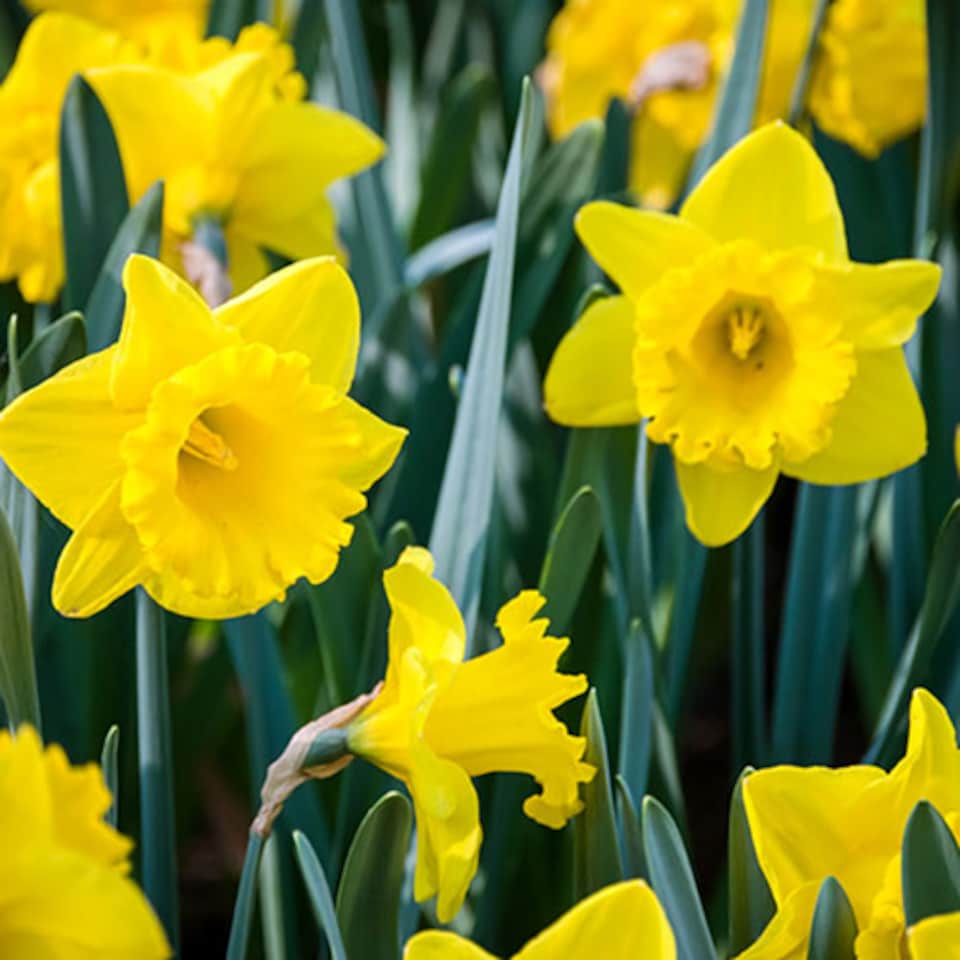image 1 of YouGarden Narcissus 'Trumpet Yellow', Set of 20 Daffodil Bulbs Size 12/14, For Autumn Planting