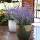 image 3 of Marshalls Garden Perovskia 'Bluesette' 6 Seeds