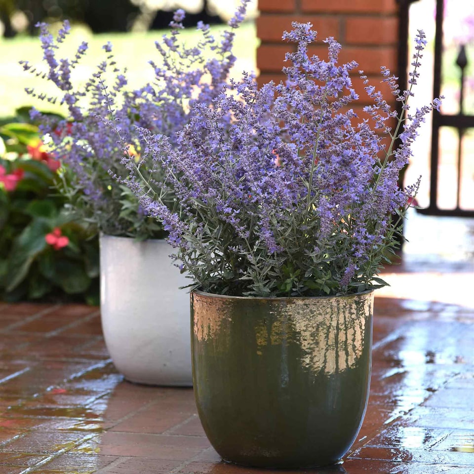 image 1 of Marshalls Garden Perovskia 'Bluesette' 6 Seeds