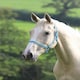 image 4 of Shires Wessex Headcollar Blue | Colour: PinkNavy
Size: Cob