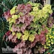 image 1 of Heucherella Trailing Collection 3 Jumbo Plug Plants 30mm