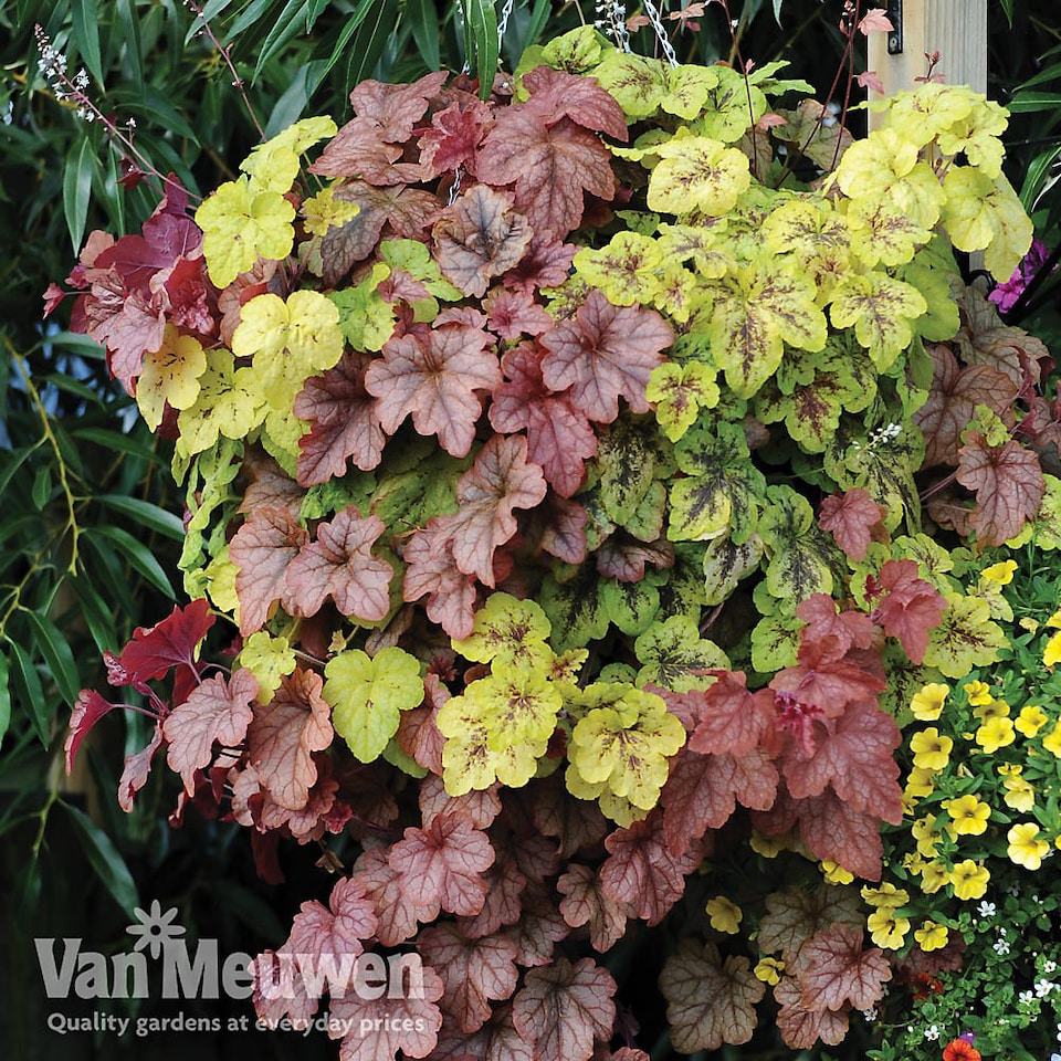 image 1 of Heucherella Trailing Collection 3 Jumbo Plug Plants 30mm