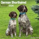 image 1 of German Shorthaired Pointer 2026 Calendar | Square Wall Calendar | Dog Breed Gift | Plastic Free Packaging | by Avonside Publishing