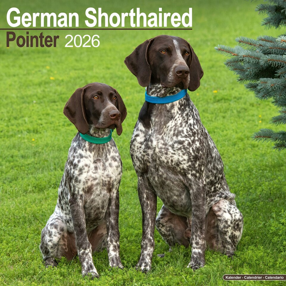 image 1 of German Shorthaired Pointer 2026 Calendar | Square Wall Calendar | Dog Breed Gift | Plastic Free Packaging | by Avonside Publishing
