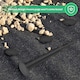 image 3 of Black Plastic Garden Pegs - Anti-Pull Anchors Securing Ground Pegs for Weed Control Fabric | Black | Black | 120 Pack 12cm | 120
