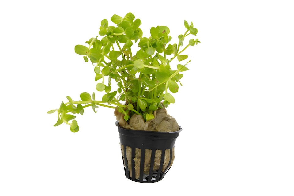 image 1 of Baby Tears (Lindernia rotundifolia) - Live Aquarium Plant for Midground Planting, No CO2 Needed - Fish Tank Plant