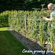 image 8 of Marshalls Garden Tomato Seeds 'Gourmansun' F1 (6 Seeds) | Green | Green, Yellow, Orange