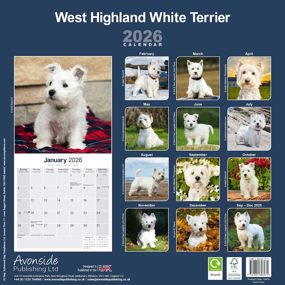 image 1 of West Highland Terrier 2026 Calendar | Square Wall Calendar | Dog Breed Gift | Plastic Free Packaging | by Avonside Publishing