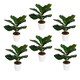 image 1 of Pack of 6 x 38cm Potted Fiddle Fig Plant