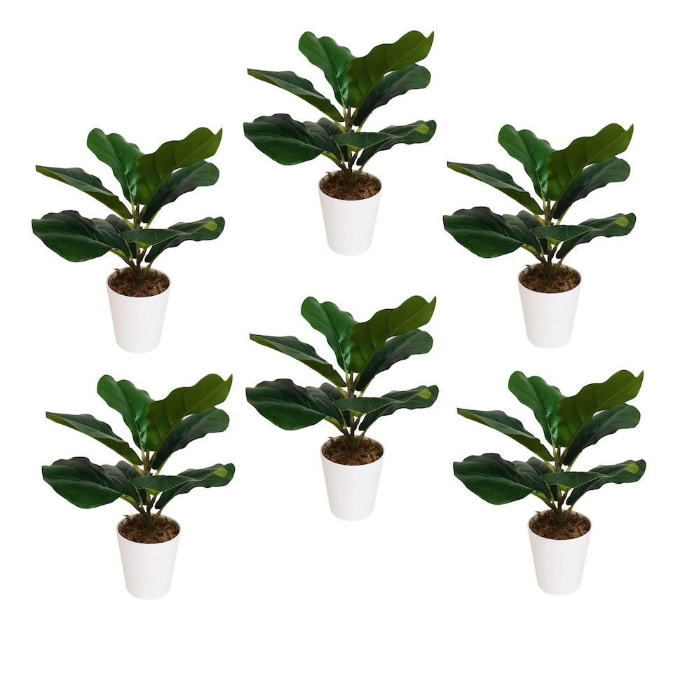 image 1 of Pack of 6 x 38cm Potted Fiddle Fig Plant