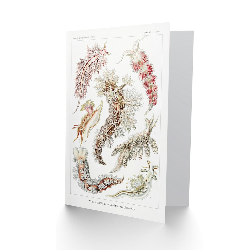 image 1 of Ernst Haeckel Art Card Nudibranch Sea Slug Molluscs