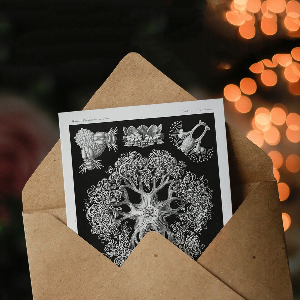 image 1 of Ernst Haeckel Art Card Ophiodea Brittle Stars Illustration