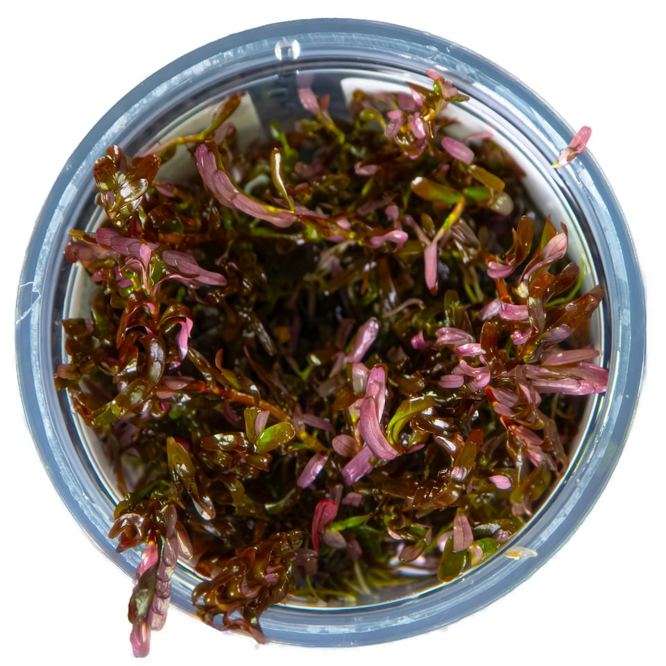 image 1 of Tropica Rotala rotundifolia 'Blood Red' (Medium, Red) 1-2-Grow! N/A