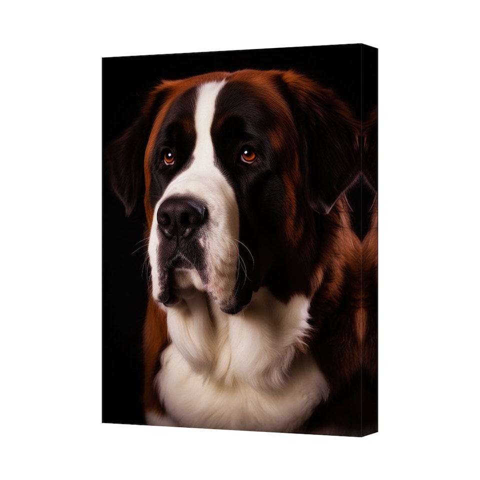 Saint Bernard Canvas Wall Art Portrait On Black Background