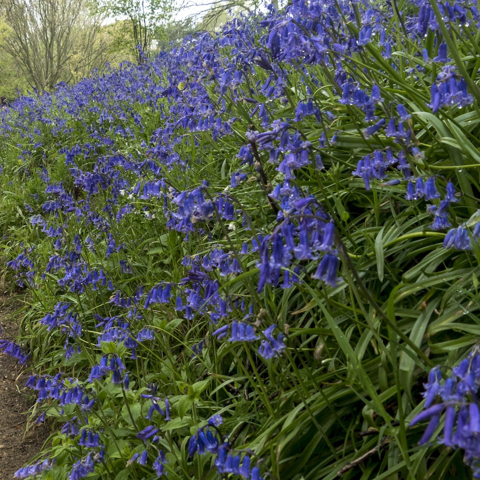image 1 of YouGarden English Bluebells, Pack of 20 Bulbs Size 7/8, Ready to Plant Bulbs, Autumn Planting for Spring Flowers