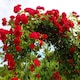 image 3 of Carbeth Plants Climbing Rose Bush in 3L Pot - Choose Your Colour - Ideal for Walls, Pillars, Trellises and Arches | Pink