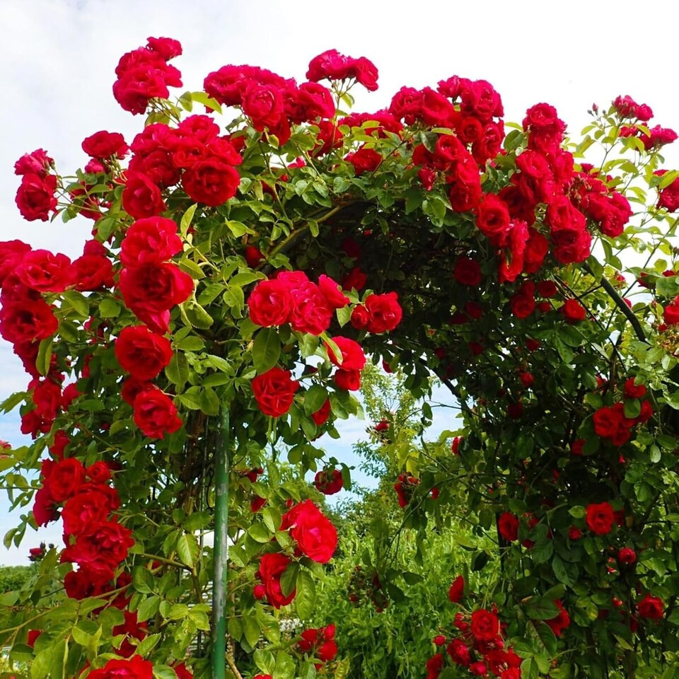 image 1 of Carbeth Plants Climbing Rose Bush in 3L Pot - Choose Your Colour - Ideal for Walls, Pillars, Trellises and Arches | Pink