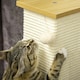 image 8 of PawHut Cat Scratch Post 80cm Tall, with Sisal Hanging Ball Toy, Oak Beige